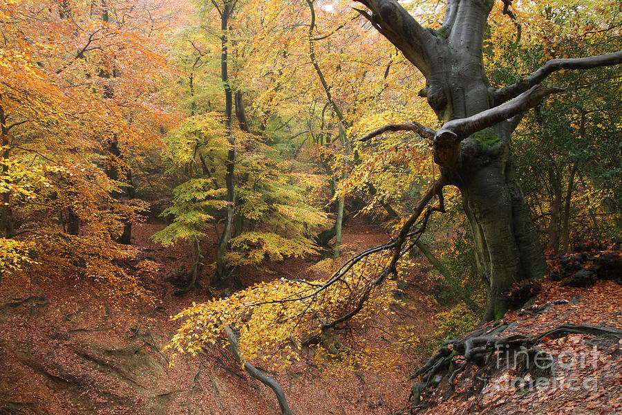 Autumnal Beech Woodland Photograph by Mark Taylor