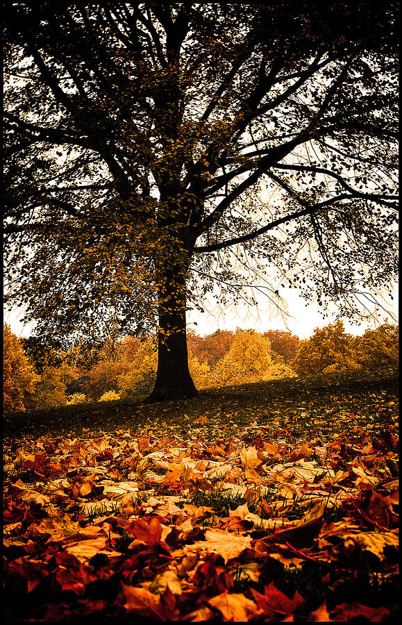Autumnal Park Photograph by Lenny Carter
