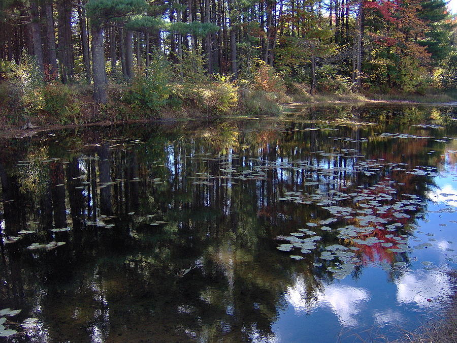 Nature Photograph - Autumnal Reflections D by George Ramos