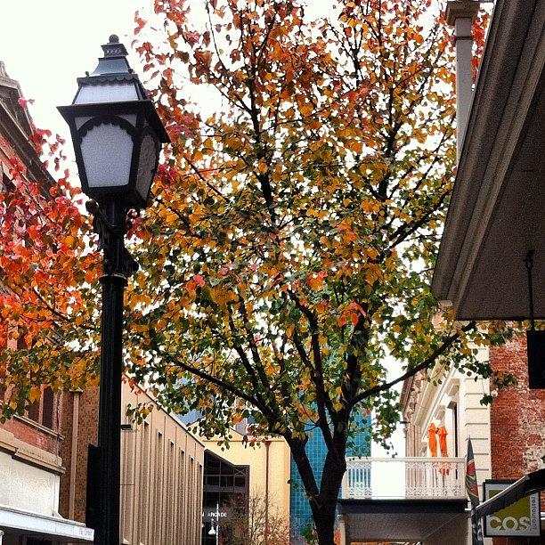 Fall Photograph - Autumnal Tree On Leigh St Adelaide by Andrew Coulson