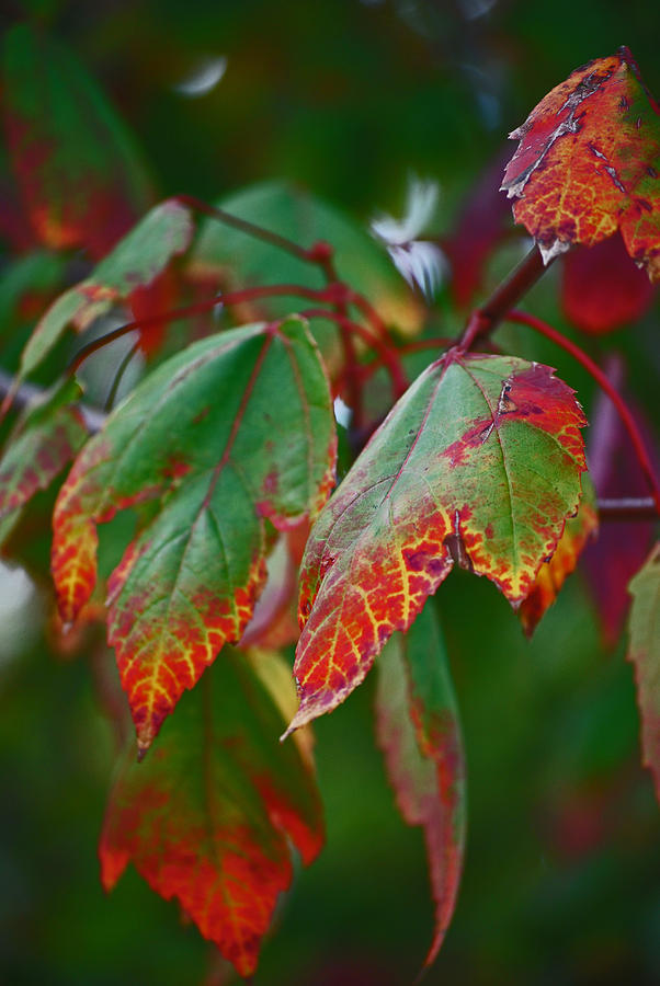 Autumns Alluring Gift Photograph by Michelle Cruz - Fine Art America