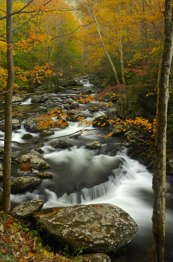 Autumns Beauty in Great Smoky Mountains Photograph by Darrell Young