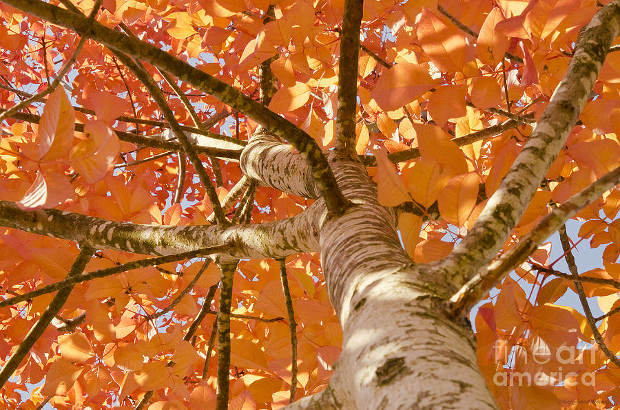 Autumns Canopy Photograph by Mary Jane Armstrong