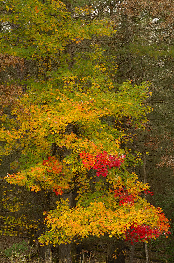 Fall Photograph - Autumns Colorful Change by Darrell Young