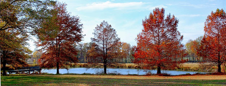 Autumns colors Photograph by Bonnie Willis