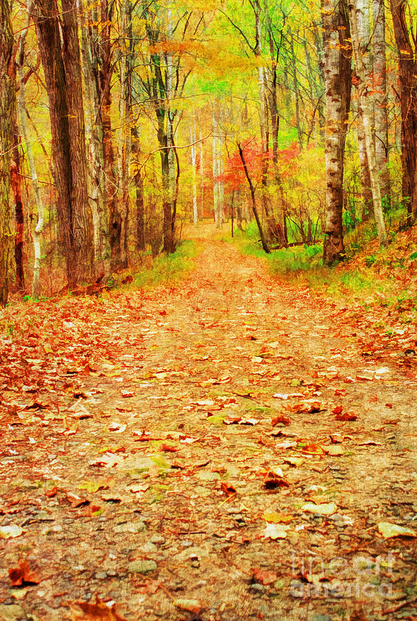 Fall Photograph - Autumns Path by Darren Fisher