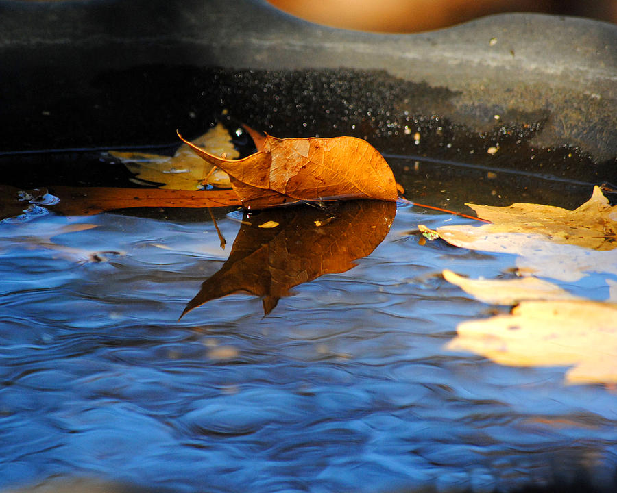 Autumns Reflection Photograph by Jai Johnson