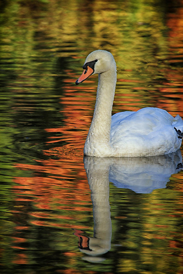 Swan Photograph - Autumn Swan by Karol Livote