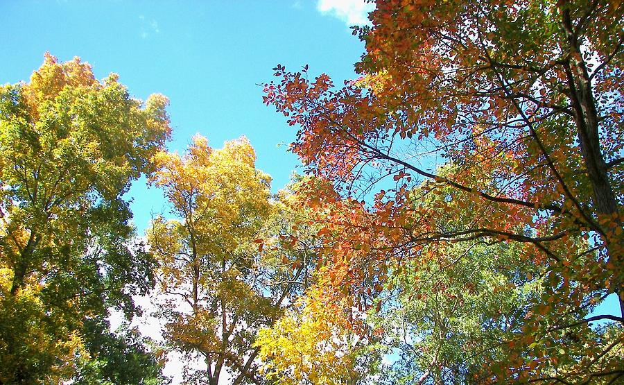 Autumns Vibrant Image Photograph by Pamela Hyde Wilson