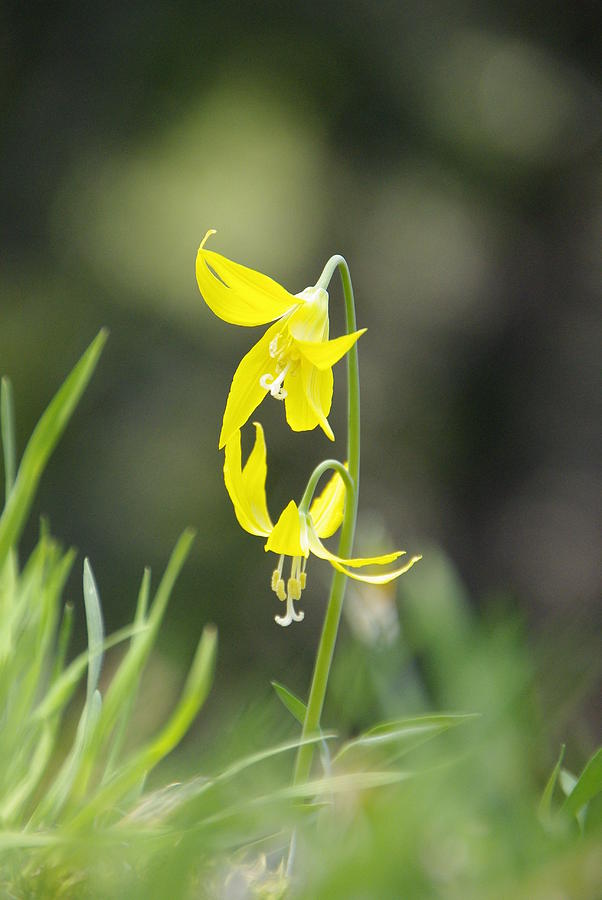 Avalanche Lily Photograph by Marilyn Wilson