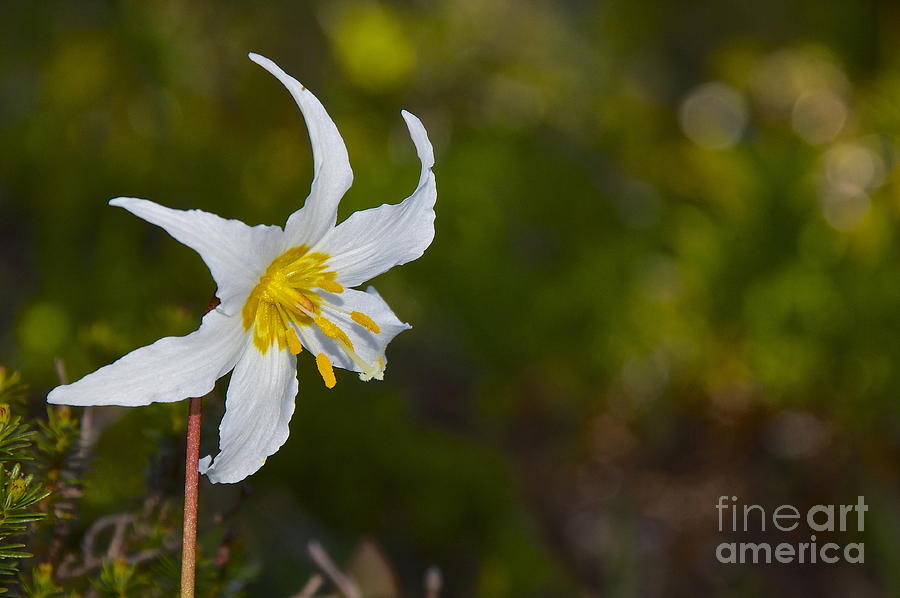 Avalanche Lily Photograph by Sean Griffin