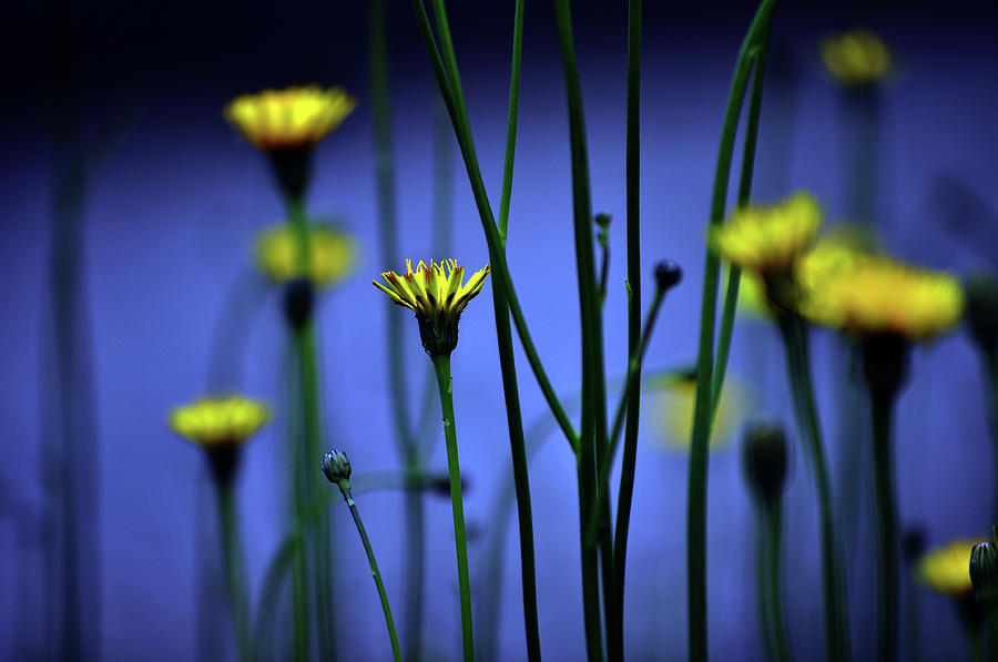 Avatar Flowers Photograph by Mauro Cociglio - Turin - Italy