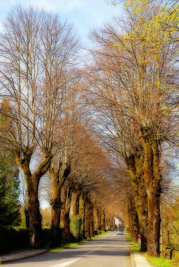 Avenue of trees Photograph by Rod Jones