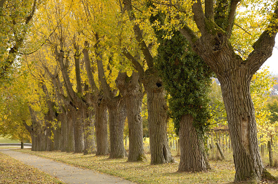 Avenue with black poplar trees in autumn Photograph by Matthias Hauser
