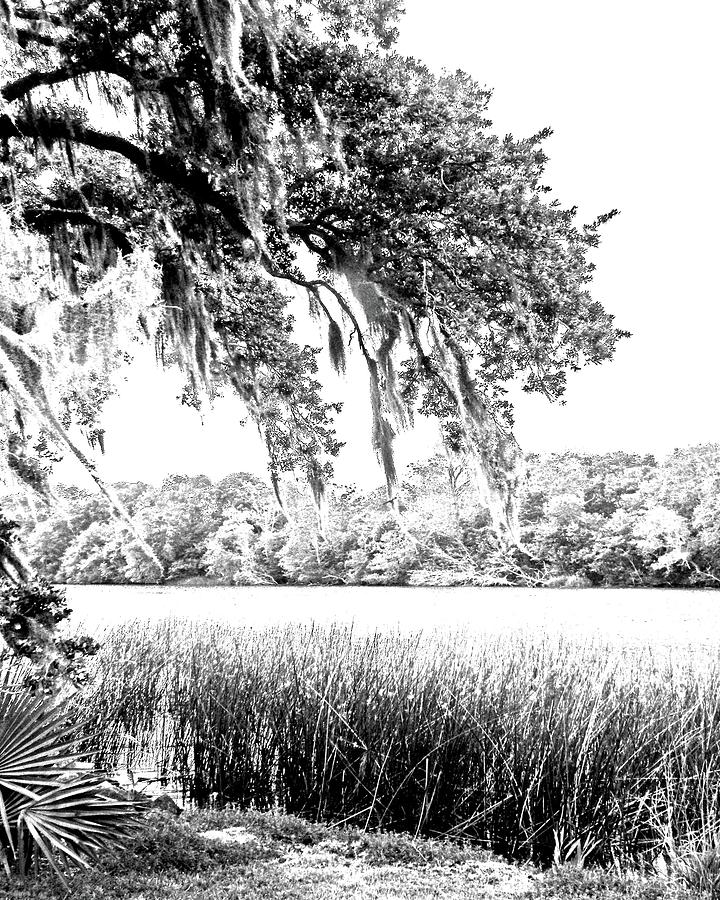 Avery Island Louisiana Digital Art by Lizi Beard-Ward
