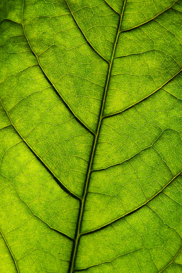 Avocado Leaf 1 Photograph by The Ecotone | Fine Art America