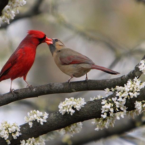 Nature Photograph - #aw #bird #love #sweet #kiss #kissing by Alexis V