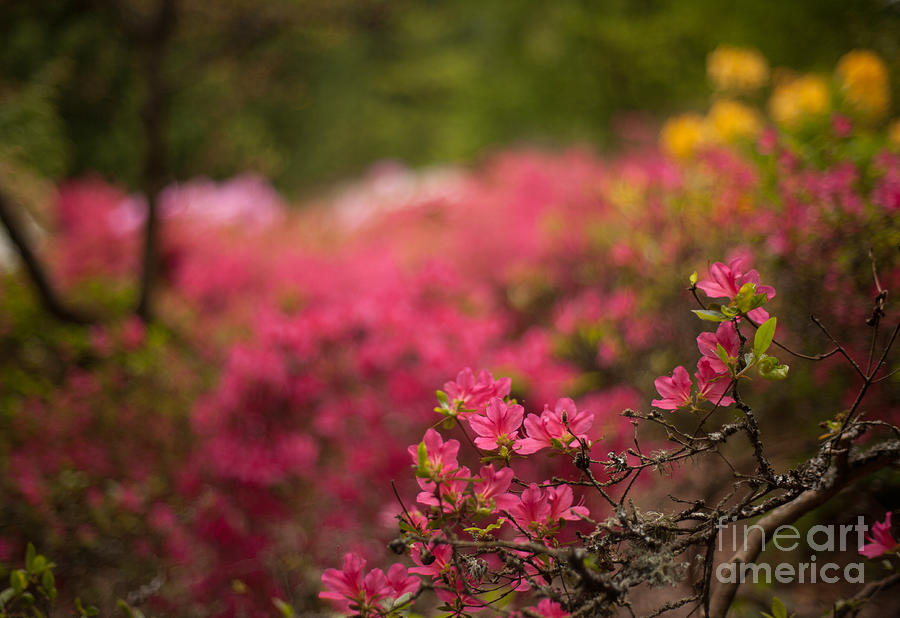 Flower Photograph - Awaiting Azaleas by Mike Reid