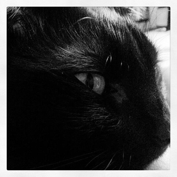 Cat Photograph - Awe Up Close & Personal With My Boy by Heather Baldwin