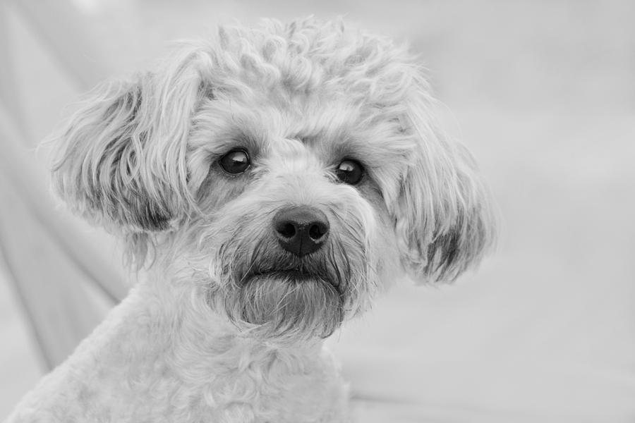 Awesome Abby the Yorkie-Poo Photograph by Kathy Clark