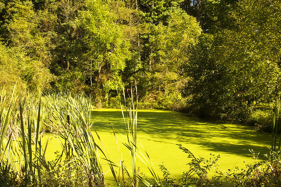 Awesome Algae Pond Photograph by Trudy Wilkerson