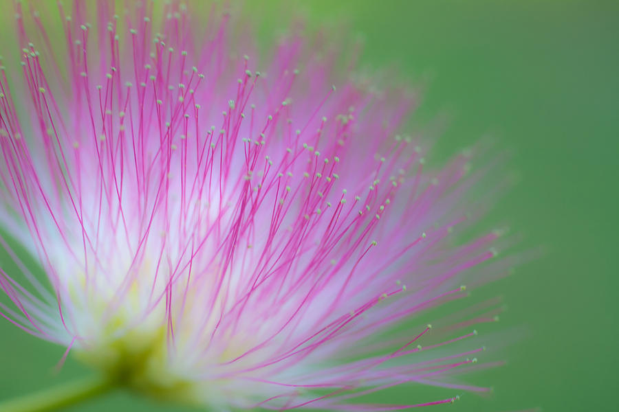 Awesome Blossom Photograph by Dorothy Cunningham