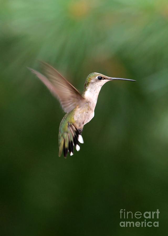 Hummingbird Photograph - Awesome Hummingbird by Sabrina L Ryan