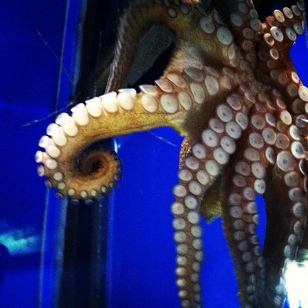 Animal Photograph - Awesome #ocean #octopus #animals #sea by Lindsay B