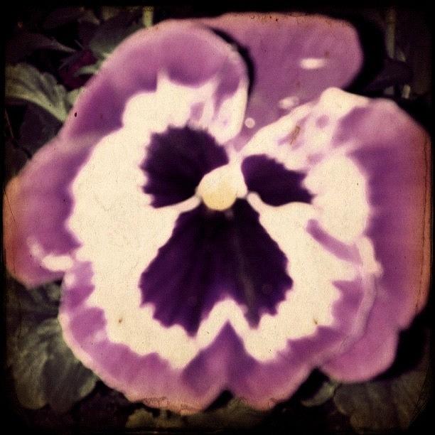 #awesomized Flower Looking Like A Human Photograph by Fotocrat Atelier