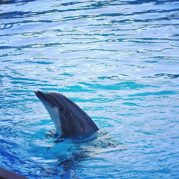 Dolphin Photograph - Awww 🇮🇹🐬 So Lovely! 😍@ 🎢 by Nancy Nancy