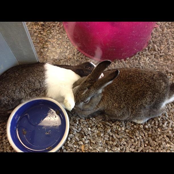 Awww Sweet Bunnies :) Photograph by Kendall Wallace