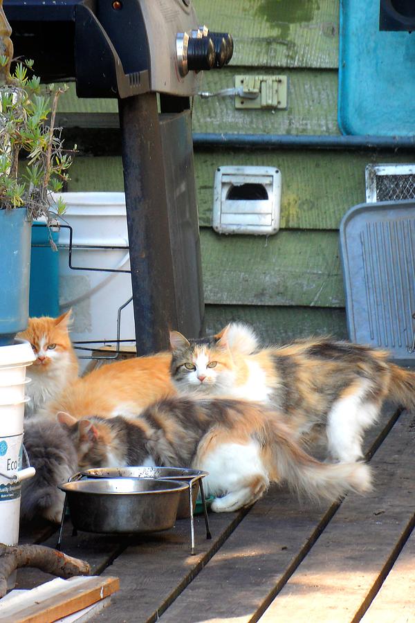 Awww Wild Kitties Photograph by Cyryn Fyrcyd