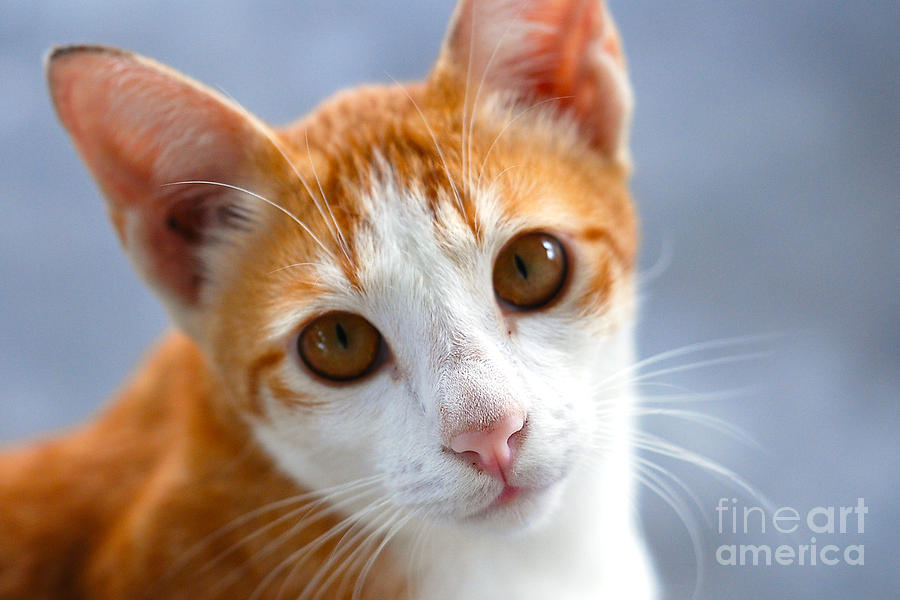 Cat Photograph - Awwww by Ivy Ho