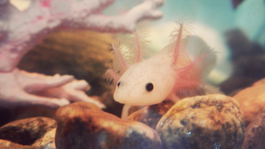 Axolotl Stare Photograph by Kristina Savasta - Fine Art America