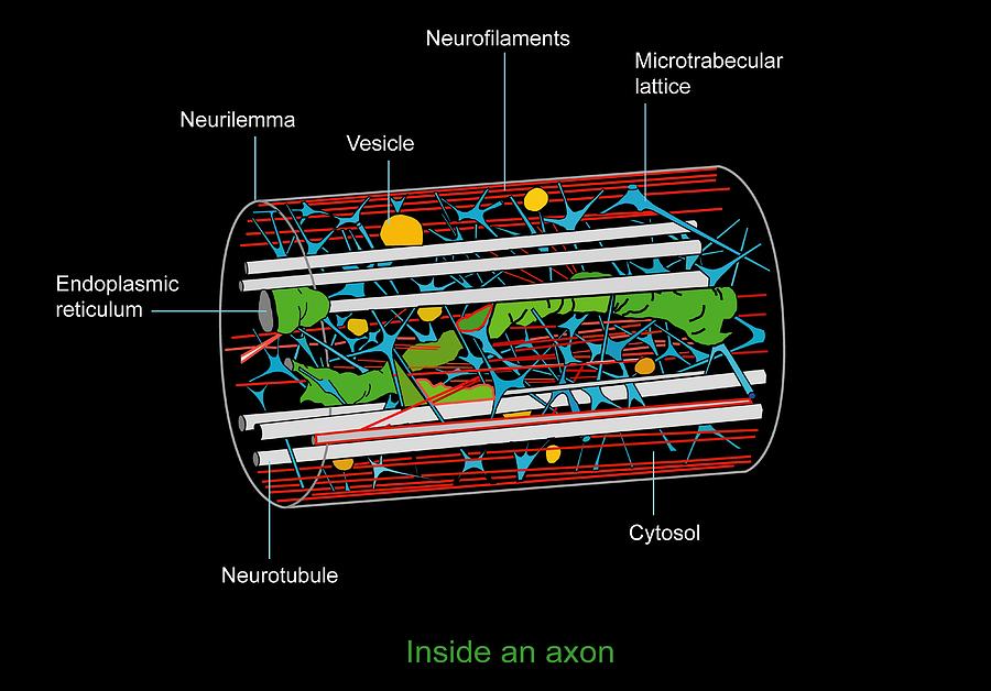 Axon Anatomy Diagram Photograph By Francis Leroy Biocosmos Pixels 7224