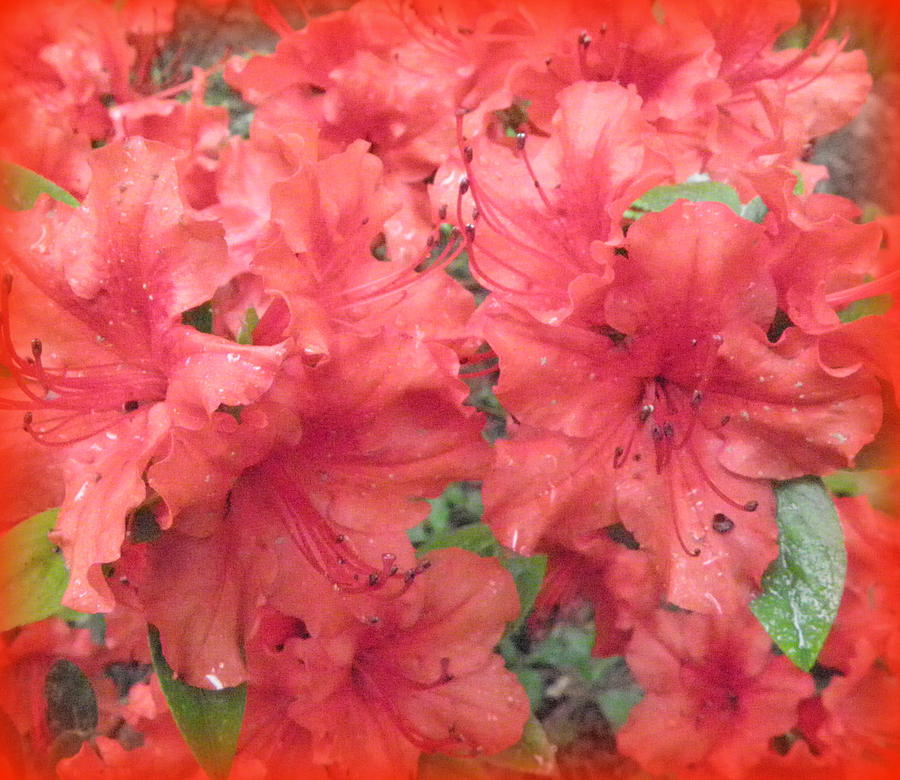 Azalea Blossoms  Photograph by Kim Galluzzo Wozniak