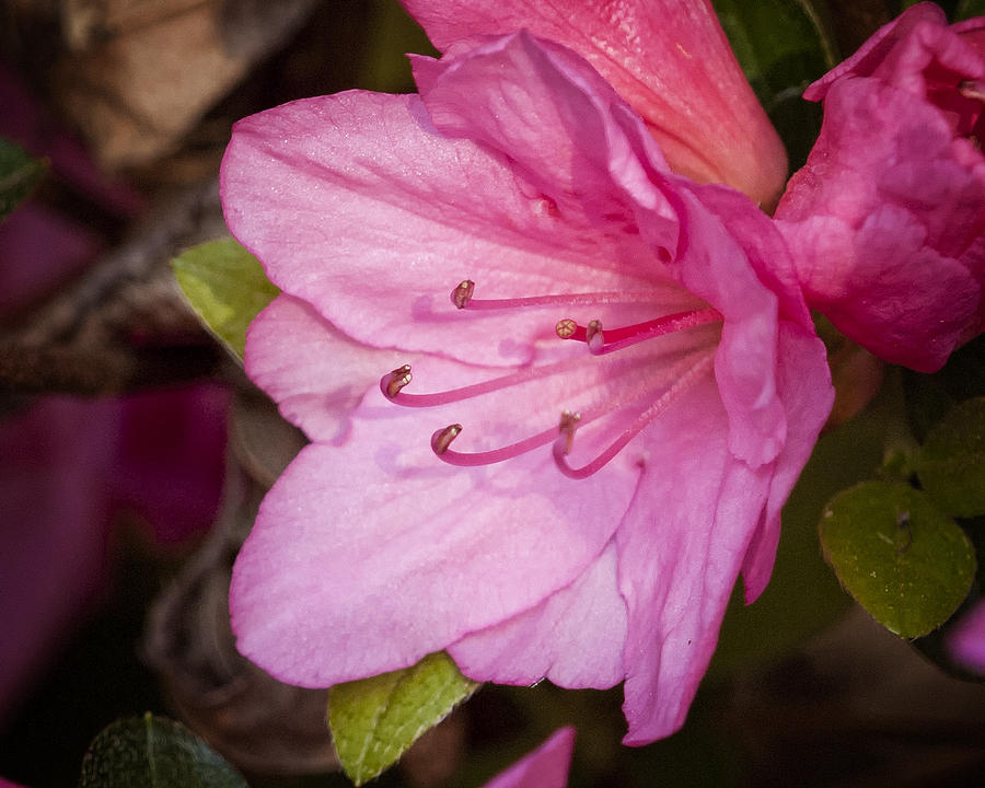 Flower Photograph - Azalea Up close and Personal by Michael Putnam
