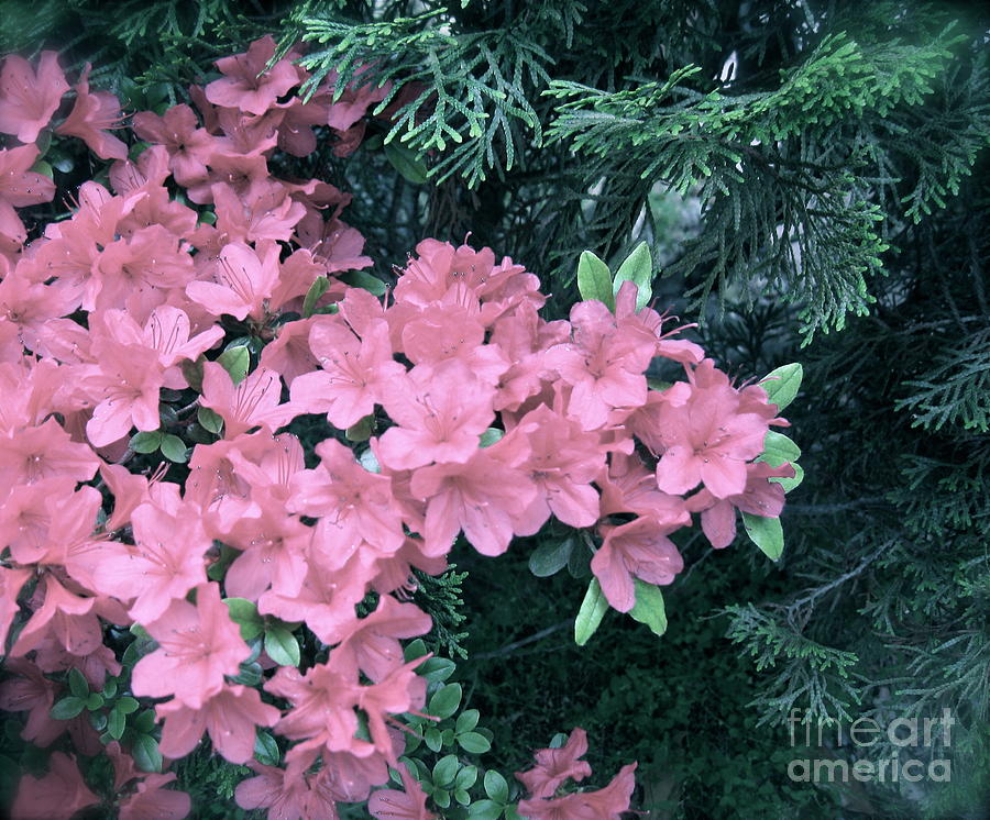 Azaleas and Evergreens  Photograph by Nancy Patterson