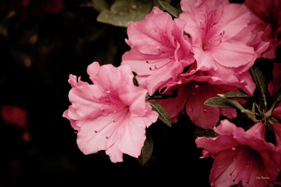 Azalea Blossoms Photograph by John Pagliuca