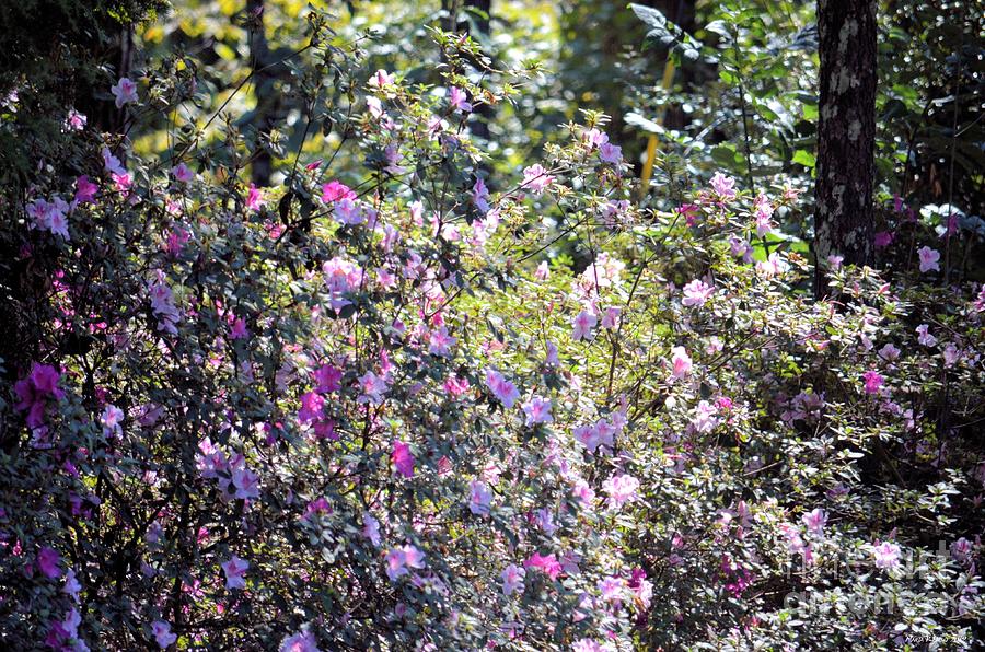 Azaleas in the Forest Photograph by Maria Urso
