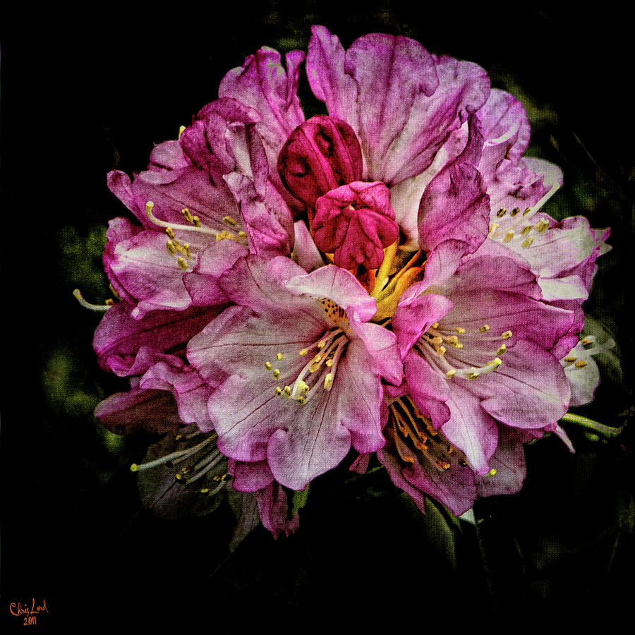 Rhododendron Photograph by Chris Lord