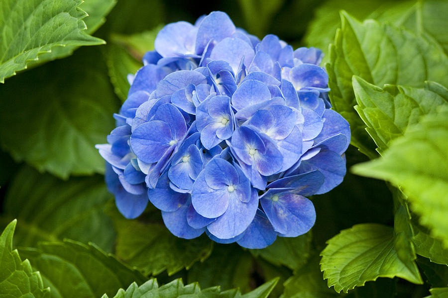 Azure Blue Hortensia Hydrangea Floral Photograph by Kathy Clark - Fine ...