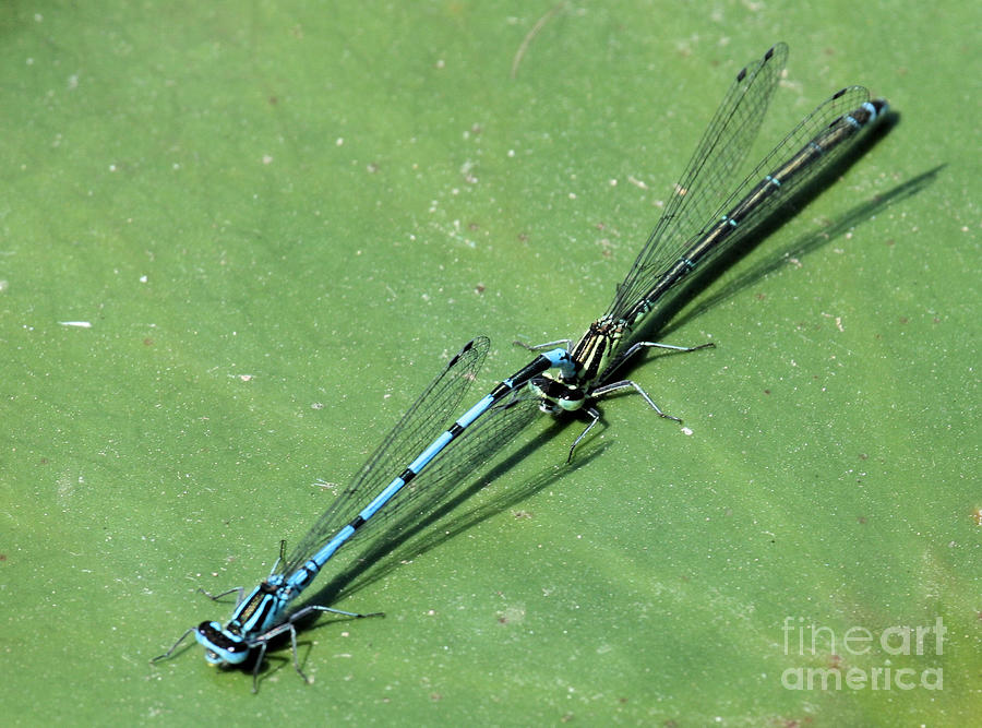 Azure Damselfly Photograph By Ruth Hallam Pixels