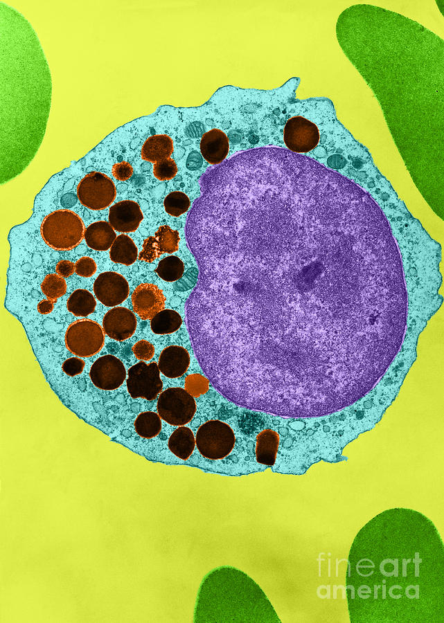 Azurophils In Myelocyte, Tem Photograph by Don W. Fawcett
