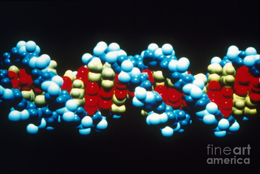 B-dna Molecular Model Photograph by Science Source