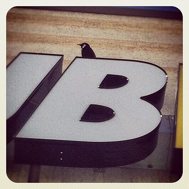 B Is For Bird Photograph by Justin Whedon