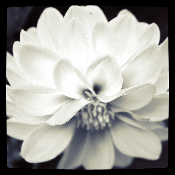 Flower Photograph - B W Flower Power  by Justin Connor