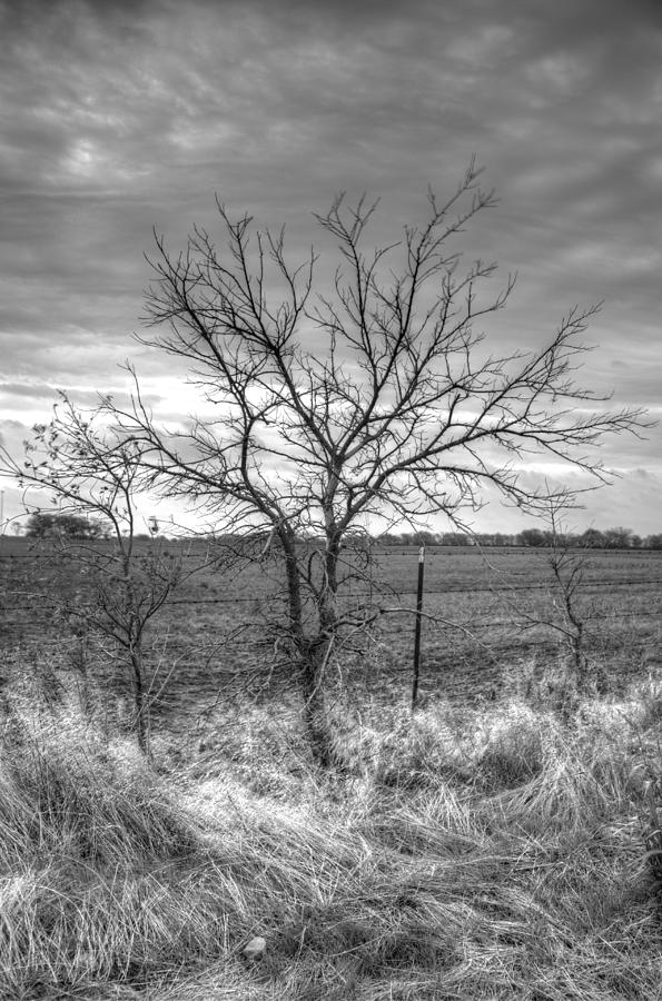 B/W Tree in The Country Photograph by Peter Ciro