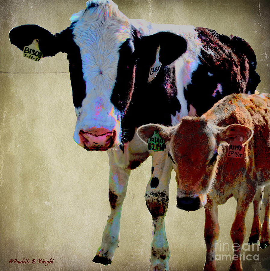 Cow Photograph - B1308 With B2148 by Paulette B Wright