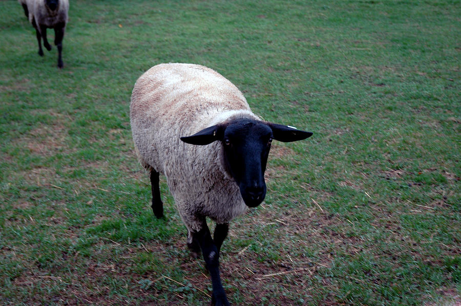 Ba Ba Black Sheep Photograph by LeeAnn McLaneGoetz McLaneGoetzStudioLLCcom